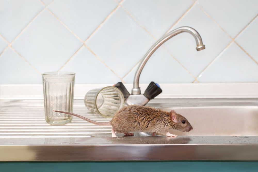 How To Get Rid Of Mice Under Kitchen Sink