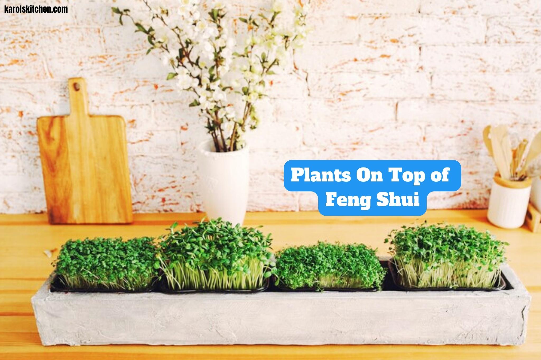 Plants On Top of Cupboards Feng Shui