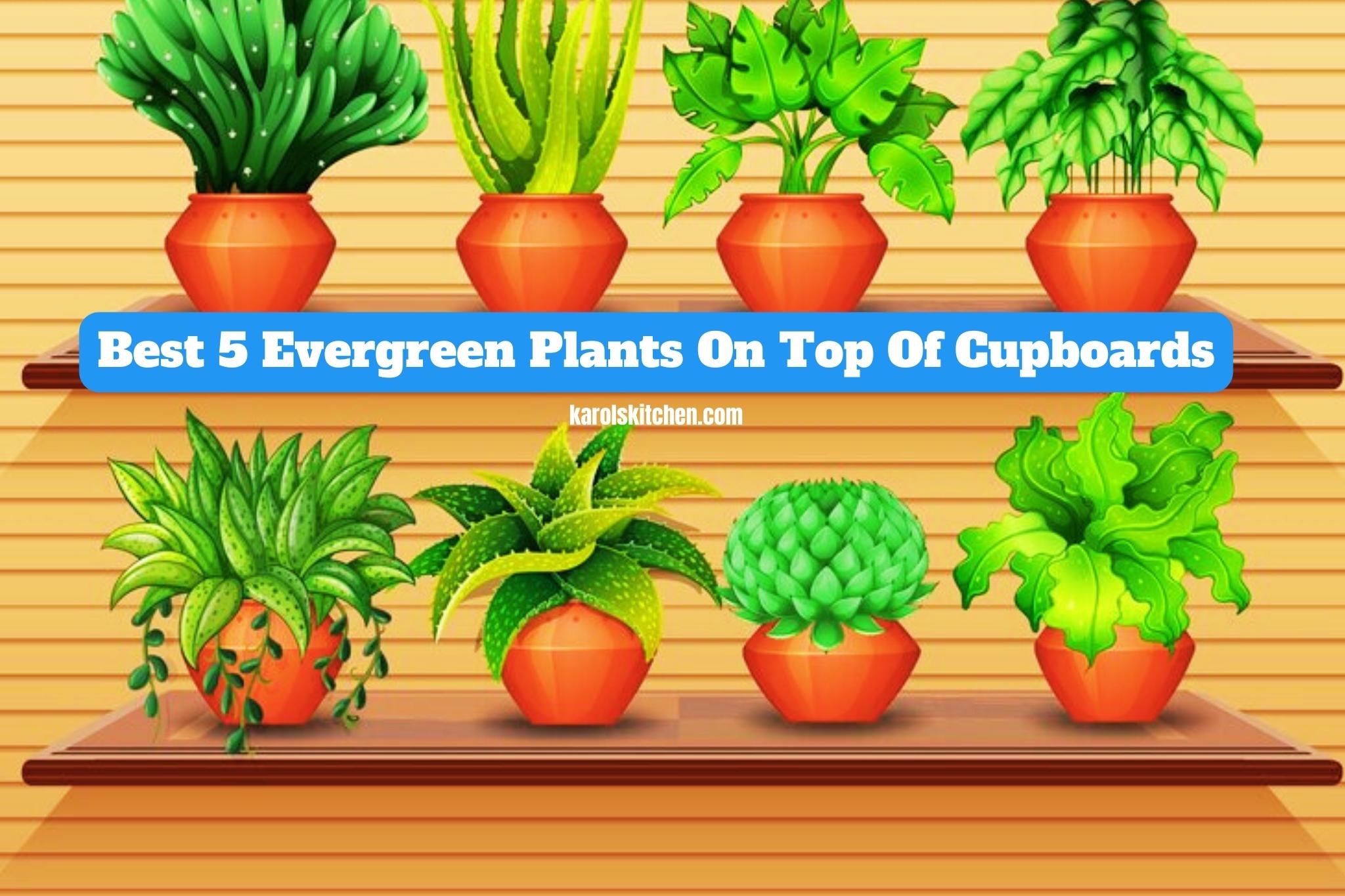 Evergreen Plants On Top Of Cupboards