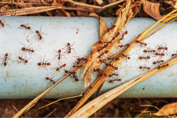 How To Get Rid of Ants In Kitchen Sink Drain