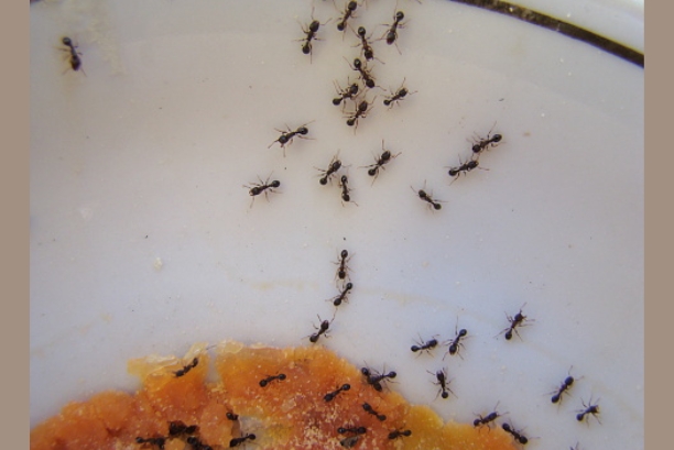 How To Get Rid of Small Ants Around Kitchen Sink